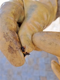 Asiatica