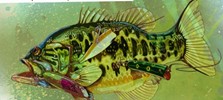 pesca