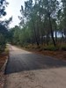 Estrada