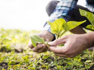 man_taking_care-of_his_farm_close_up.jpg