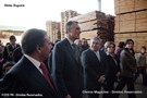 Cavaco-silva no orvalho (1).JPG